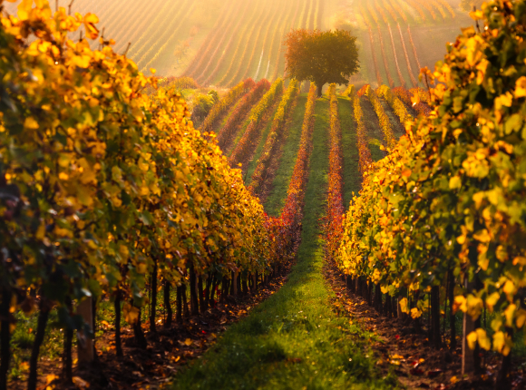 wein2